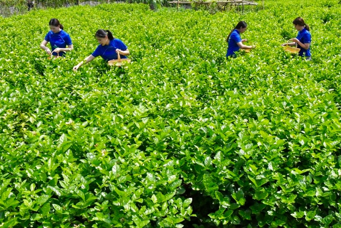 图为福州茉莉花种植基地(李罡 摄)