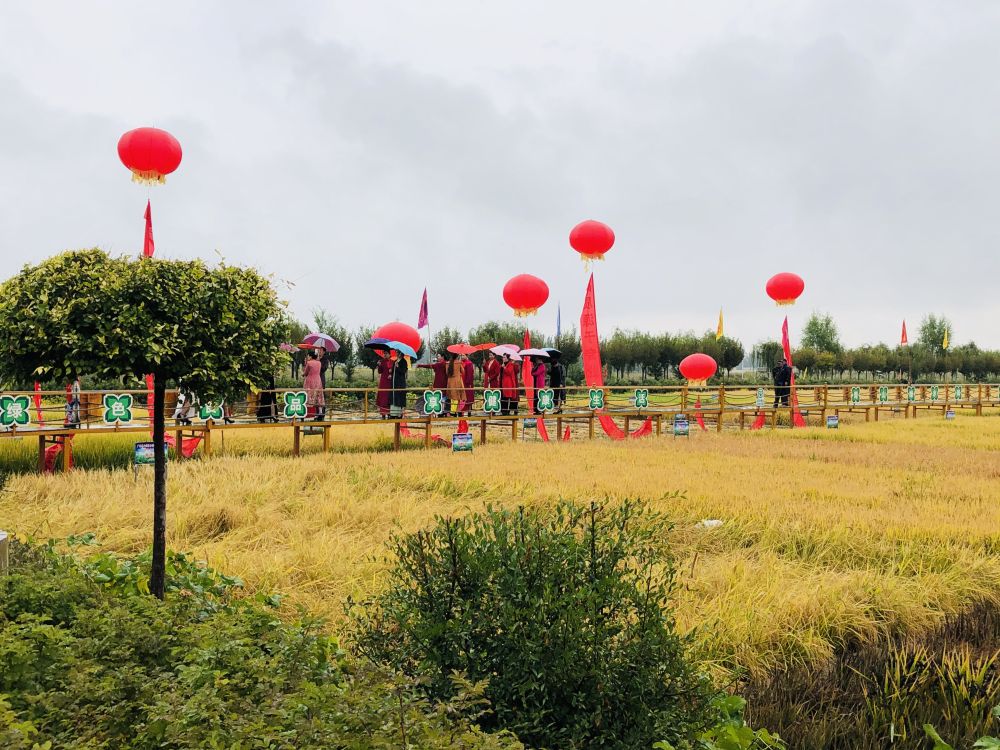 在稻与渔的七彩田园欢庆丰收!